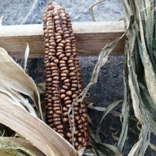 Maïs au chocolat brun foncé 10 graines fraîches biologiques # Zea Mays # Variété unique