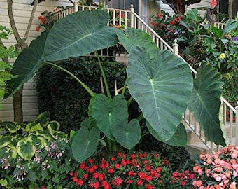 Alocasia Macrorrhizos - Giant Taro - Cunjevoi - Biga - Heart-Shaped Leaves 10 Seeds