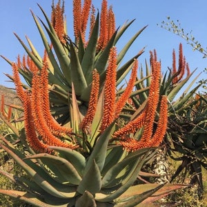 Aloe Littoralis - Mopane Aloe - 10 Seeds - Easy to Grow