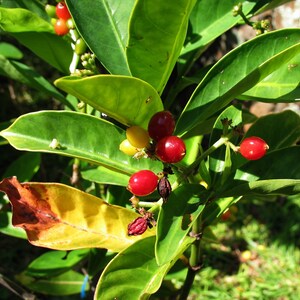 Psychotria Capensis Black Bird Berry Tropical Evergreen Shrub Rare 5 Seeds image 2