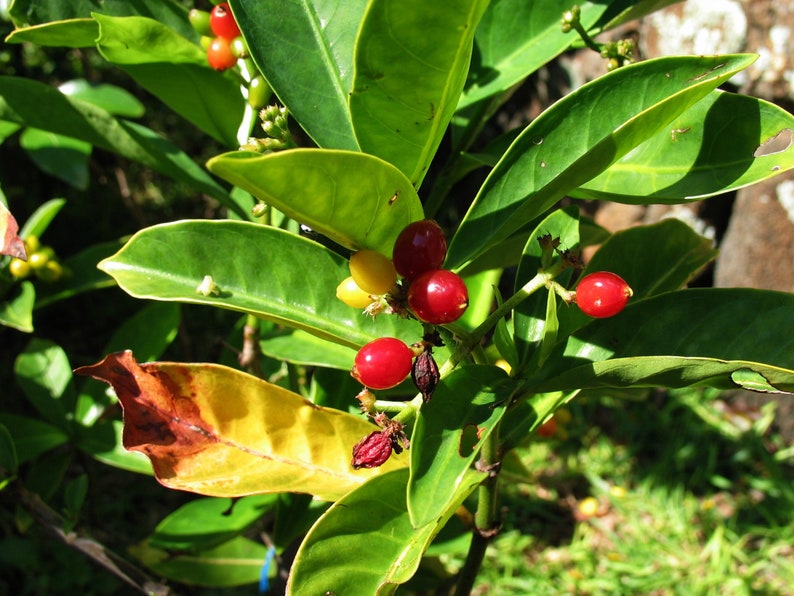 Psychotria Capensis Black Bird Berry Tropical Evergreen Shrub Rare 5 Seeds image 2