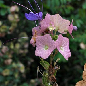 Karomia Speciosa Wild Parasol Flower Chinese Hats Stunning 3 Rare Seeds image 4