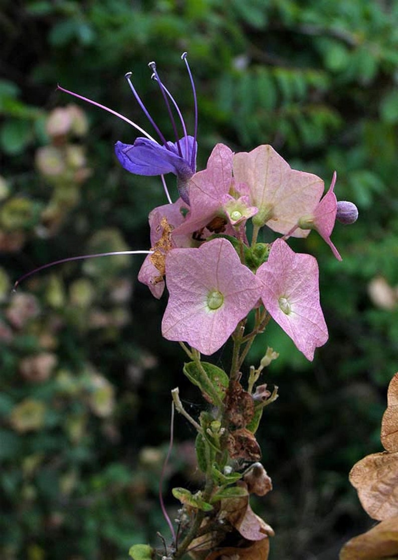 Karomia Speciosa Wild Parasol Flower Chinese Hats Stunning 3 Rare Seeds image 4