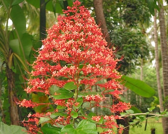 Clerodendrum Paniculatum - 5 Seeds - Pagoda Flower - Very Rare