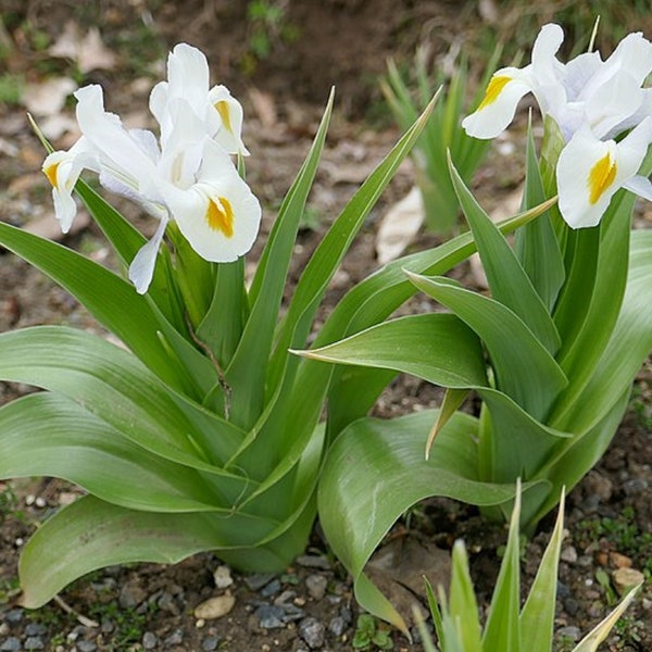Iris Magnifica - Fleur de mérite du jardin royal - Fleurs blanches de lavande rares - 5 graines