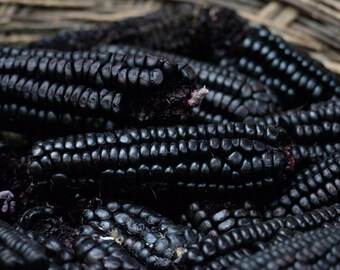 Maize Morado - Deep Purple Black - Ancient Peru Corn - High Antioxidants - 10 Seeds Rare