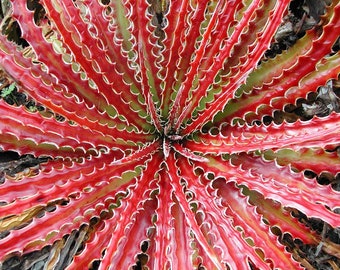 Hechtia Texensis Scariosa * Bromelia rara * Agava falsa * Hoja candente * 5 semillas