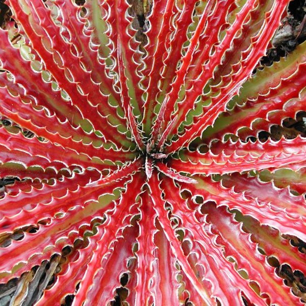 Hechtia Texensis Scariosa * RARE Bromeliad * False Agava * Red Hot Leaf * 5 Seeds