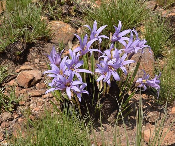 30 seeds Cold and Drought Hardy Black Stick Lily Rare Xerophyta Retinervis 30 seeds Cold and Drought Hardy Black Stick Lily Rare Xerophyta Retinervis