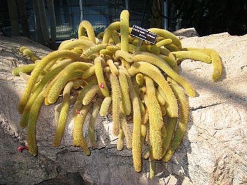 Cephalocleistocactus Ritteri Yellow Snakes Cactus 25 Seeds image 1