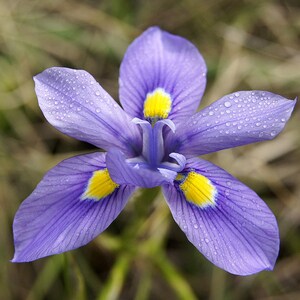 Moraea Polystachya Amazing Blue African Iris Flower 5 Seeds RARE limited image 2