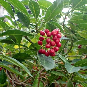 Psychotria Capensis Black Bird Berry Tropical Evergreen Shrub Rare 5 Seeds image 1