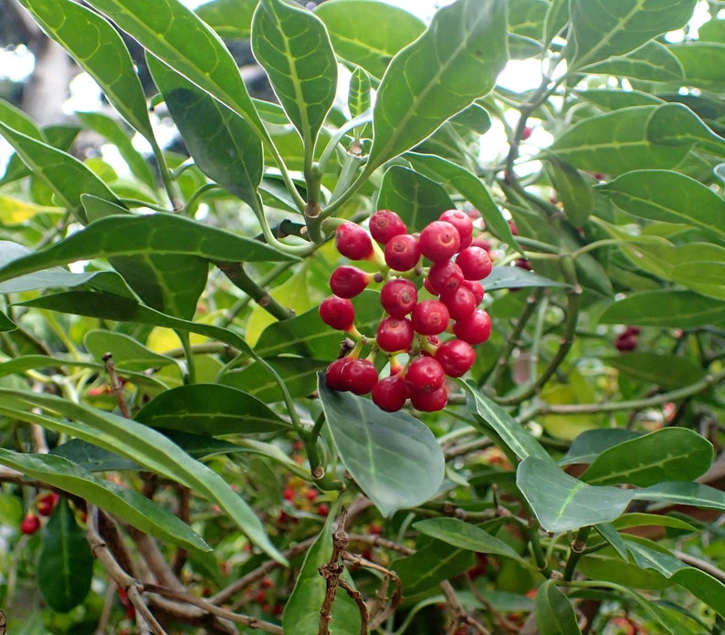 Psychotria Capensis Black Bird Berry Tropical Evergreen Shrub Rare 5 Seeds image 1