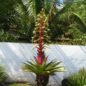 Alcantarea Imperialis Stunning Tropical Giant Bromeliad Very Rare 5 Seeds image 3