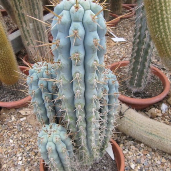 Azureocereus Hertlingianus * Browningia Hertlingiana * Blue Cereus Cactus * 10 Seeds *