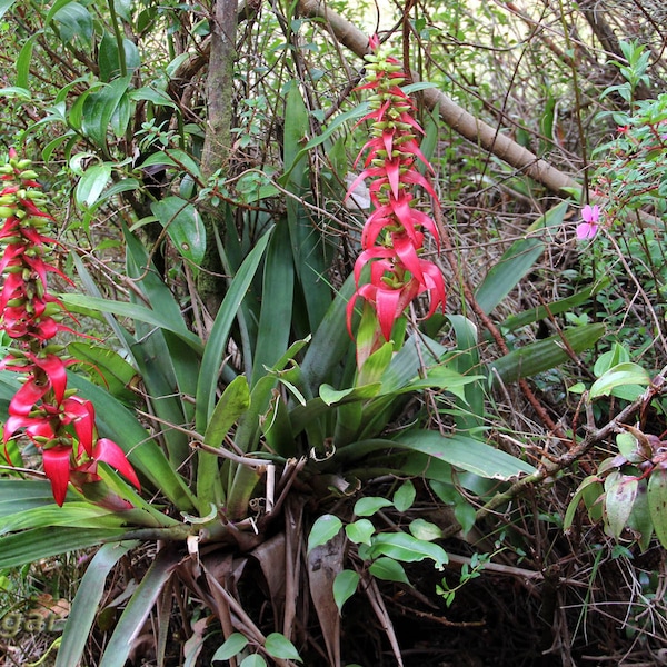 Werauhia Ororiensis - Beautiful Large Bromeliad - 5 Seeds