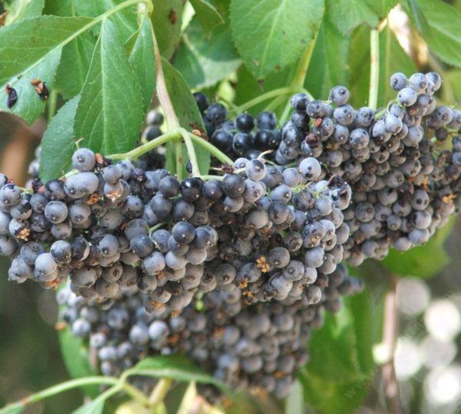 Sambucus Caerulea blaue Holunder essbare Beeren saftige Etsy