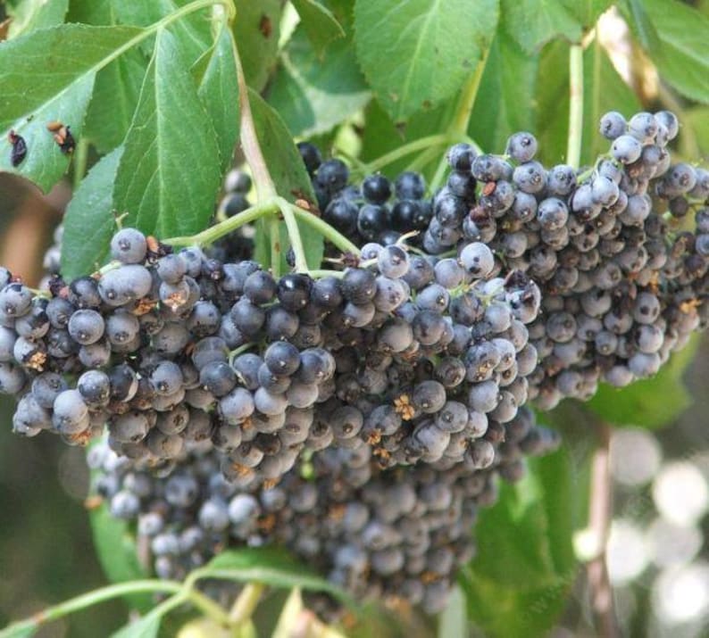Sambucus Caerulea Blue Elderberry Edible Berries Juicy Etsy Canada