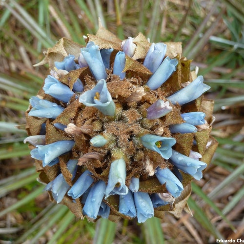 Puya Dasylirioides - Unusual Puya - Endangered Species - Flame torch - 15 Seeds