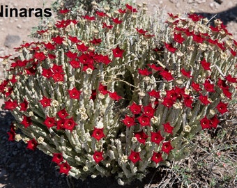 Caralluma Socotrana - Monolluma Socotrana - 2 Seeds - Ultra Rare Succulent