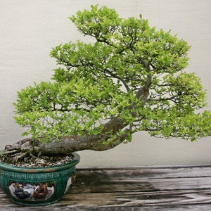 Ulmus Parvifolia Glorious Chinese Elm Bonsai Tree Rare 10 Seeds image 4