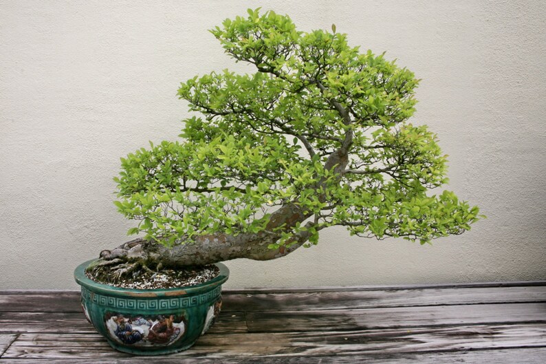 Ulmus Parvifolia Glorious Chinese Elm Bonsai Tree Rare 10 Seeds image 4