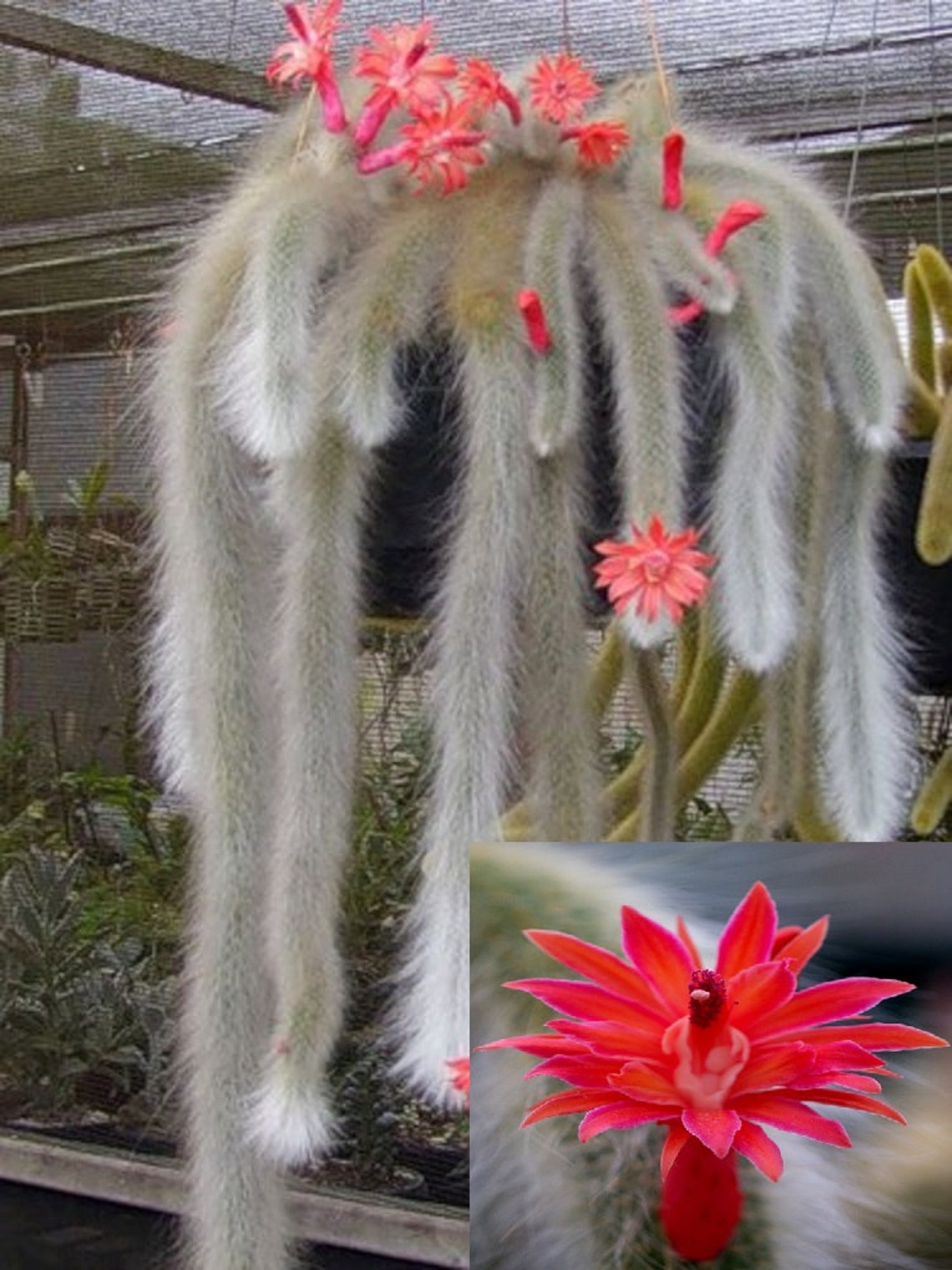 monkey tail cactus monkey tail cactus