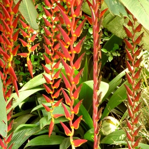 Heliconia Longa - 5 Seeds - Extremely Rare - Limited - Ornamental