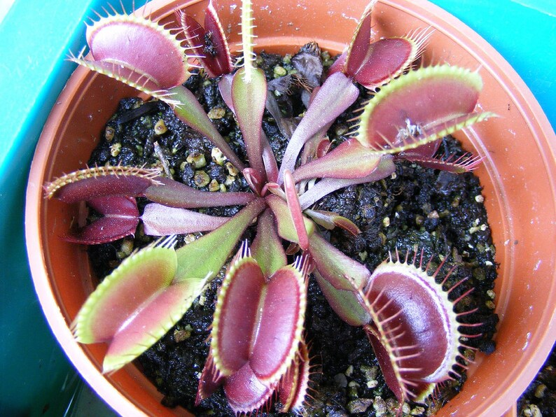 Venus Flytrap Wikipedia