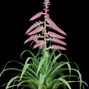 Tillandsia Cretacea Air Plant Bromeliad Rare Easy Growing 5 Seeds image 1