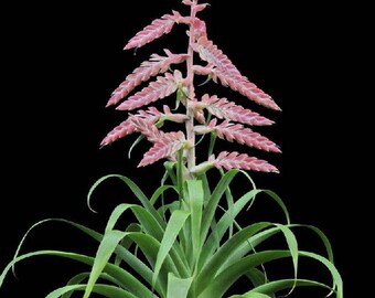 Tillandsia Cretacea ~ Air Plant ~ Bromeliad ~ Rare ~ Easy Growing ~ 5 Seeds ~