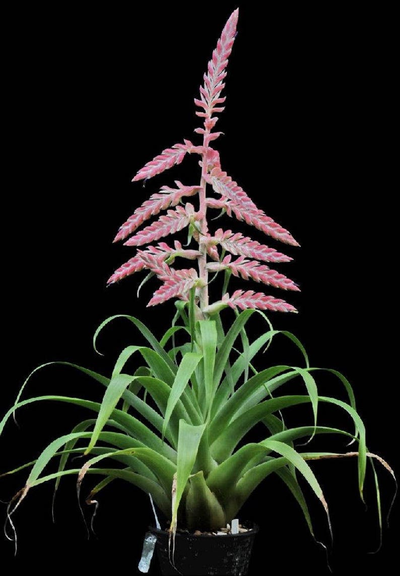 Tillandsia Cretacea Air Plant Bromeliad Rare Easy Growing 5 Seeds image 1