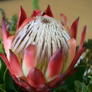 Protea Cynaroides South Africa King Spectacular Very Rare 3 Seeds image 3