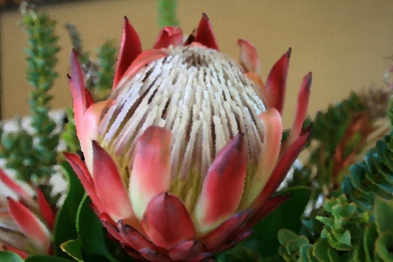 Protea Cynaroides South Africa King Spectacular Very Rare 3 Seeds image 3