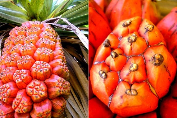 Pandanus Furcatus Himalayan Screw Pine Tree 3 Fresh Seeds | Etsy