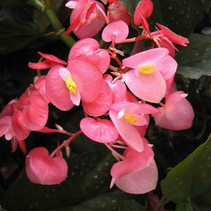 Begonia Coccinea Angel Wing Begonia Tropical Stunning Flowers 10 Seeds image 2