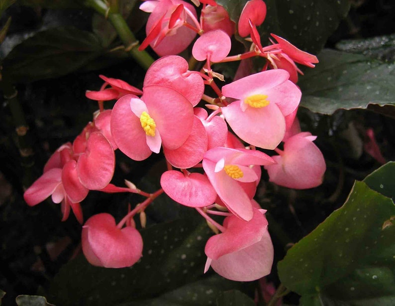 Begonia Coccinea Angel Wing Begonia Tropical Stunning Flowers 10 Seeds image 2