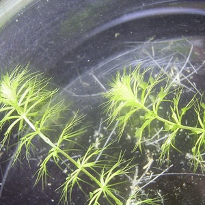 Aldrovanda vesiculosa Waterwheel Plant Carnivorous Aquatic Very Rare 3 Seeds image 3