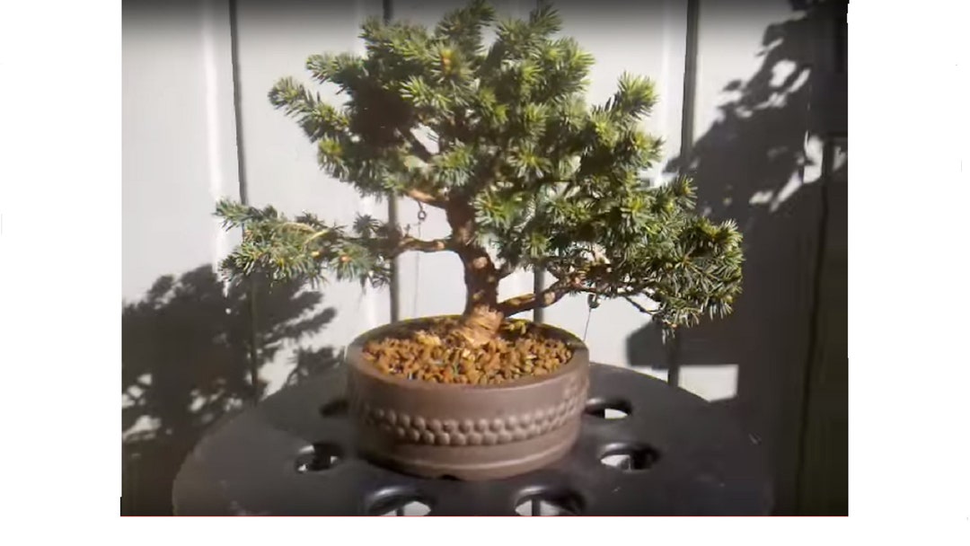 Serbian spruce christmas tree