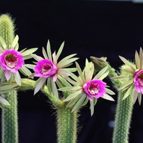 Arthrocereus Rondonianus * Amazing Flowers * Snake Succulent * RARE * 10 Seeds