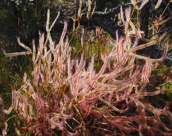 Drosera Binata * Forked Sundew * Carnivorous Plant * 10 Tiny Seeds *