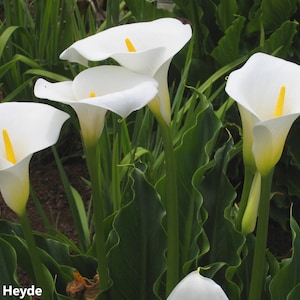 Zantedeschia Aethiopica - Calla Lily - Stunning Arum Lily - Rare - 5 Seeds