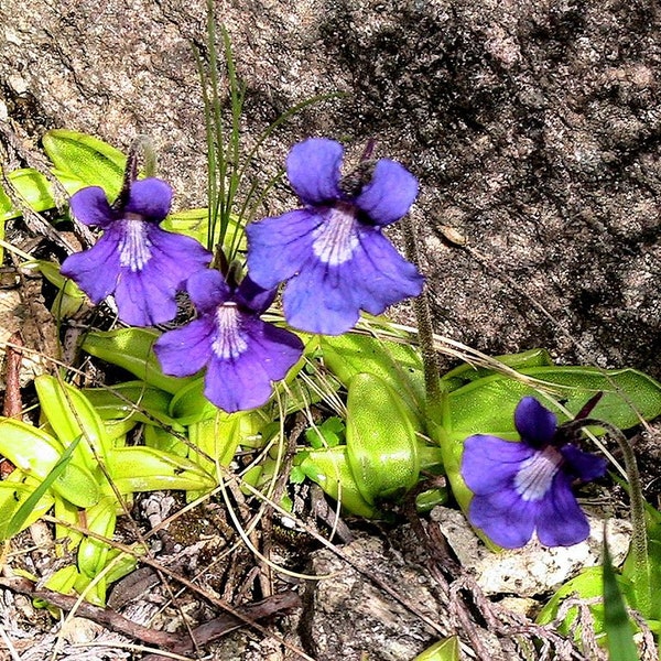 Pinguicula Grandiflora ~ Large Flowered Butterwort ~ Carnivorous Plant ~ Rare 10 Seeds ~