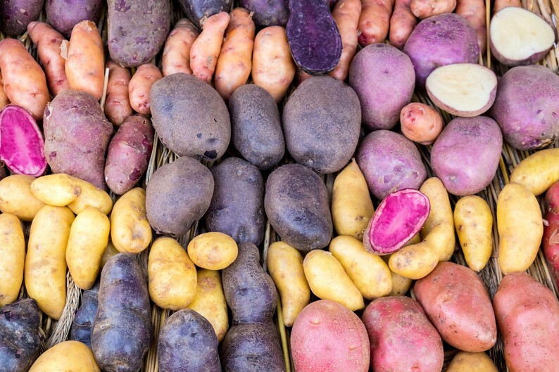 Solanum Tuberosum Potato Multicolor Mix 10 True Seeds Not Root Grow Your Own Potato image 1