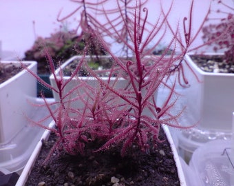 Drosera Hartmeyerorum ~ Pianta Carnivora Drosera Molto Rara ~ 5 semi ~ Limitata