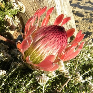 Protea Cynaroides South Africa King Spectacular Very Rare 3 Seeds image 1