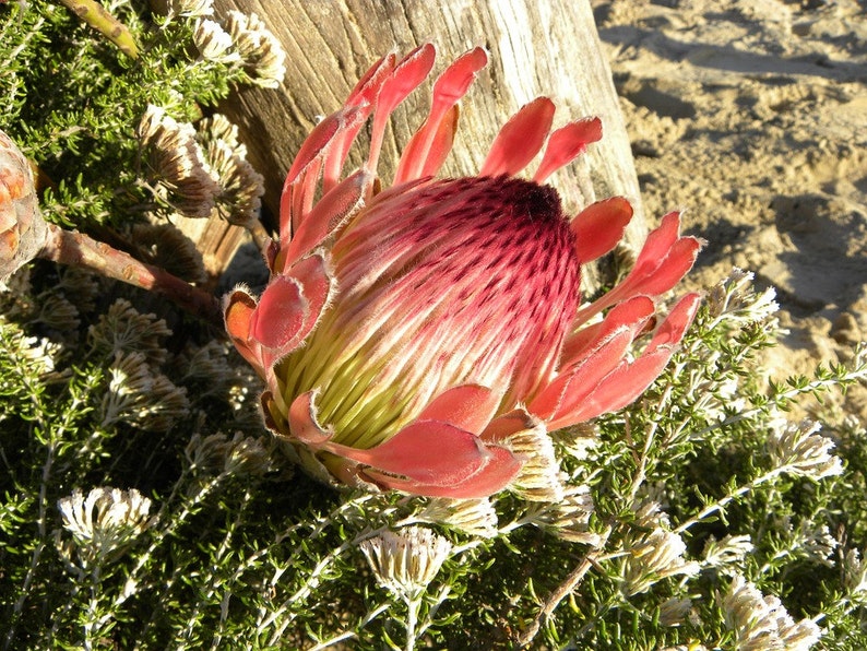 Protea Cynaroides South Africa King Spectacular Very Rare 3 Seeds image 1