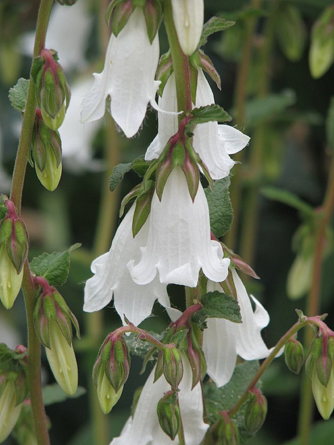Campanula Alliarifolia White Drooping Bells 10 Seeds - Etsy