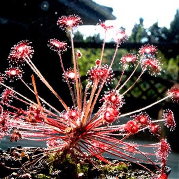 Drosera Paradoxa Carnivorous Very Rare Plant 5 seeds Woolly Sundew Petiolaris