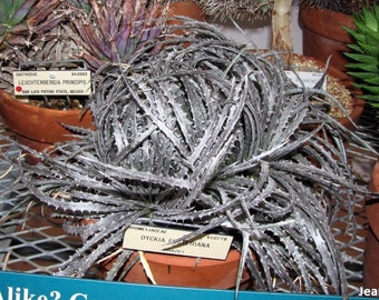 Dyckia Fosteriana - Planta rara llamativa - Suculentas de bronce metálico plateado brillante espinoso - 10 semillas